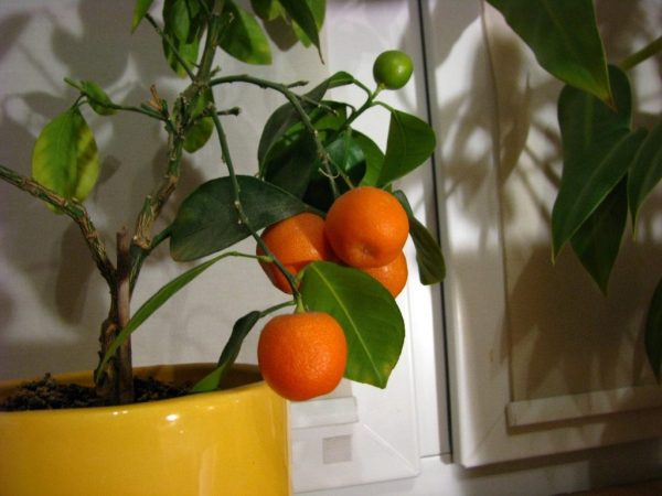 Fructification