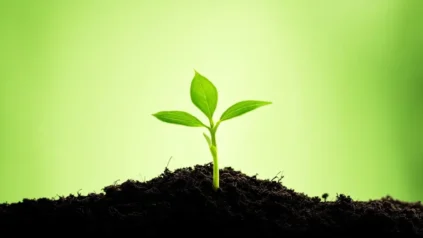 Transplantation des plants de tomates en avril selon le calendrier lunaire