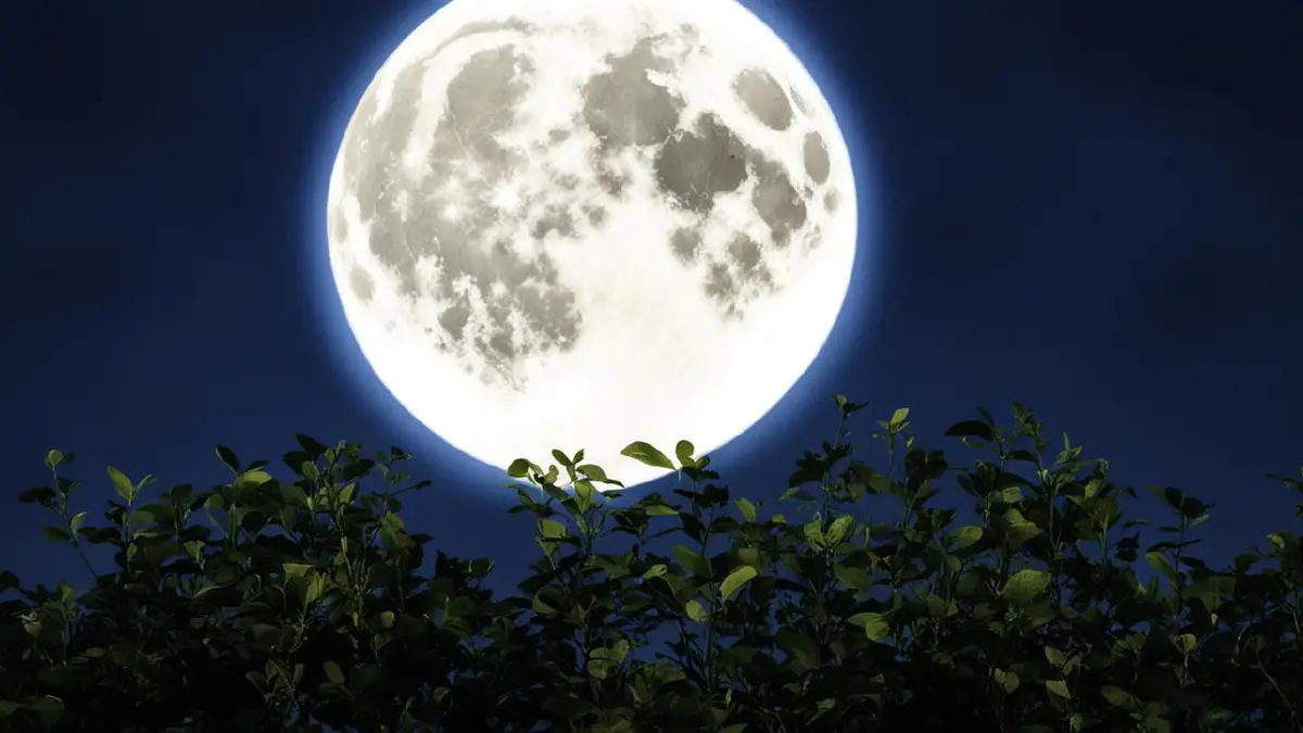 Plantas con una gran luna brillante de fondo.