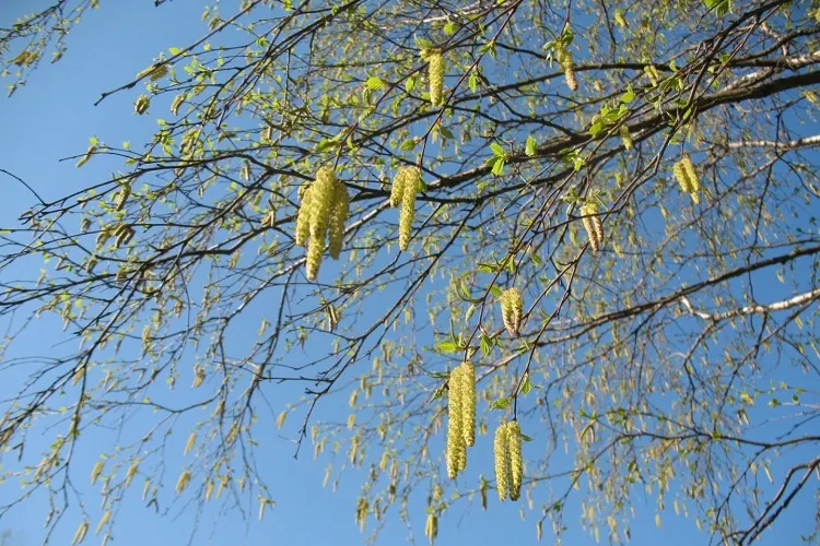 Betulla