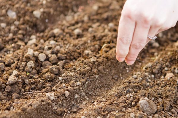 Bien planter l'aneth pour l'hiver