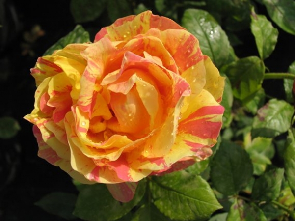Pablo Cézanne