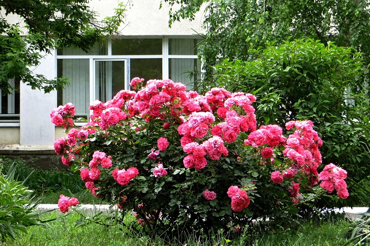 Rosarium Jutersen