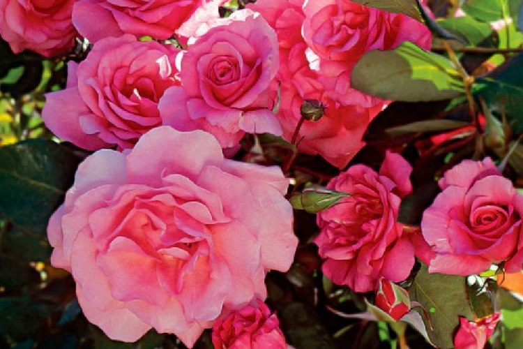 Rosie (Rosa)