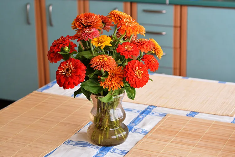 Zinnien