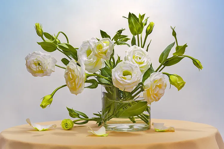 Eustoma