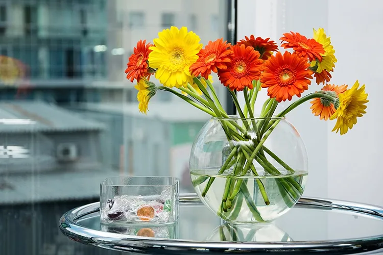 Gerbera