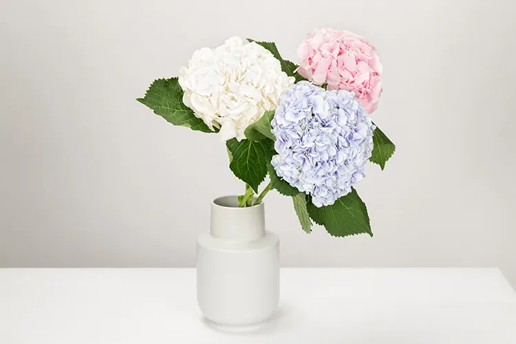 Hortensie