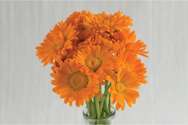 Ringelblume