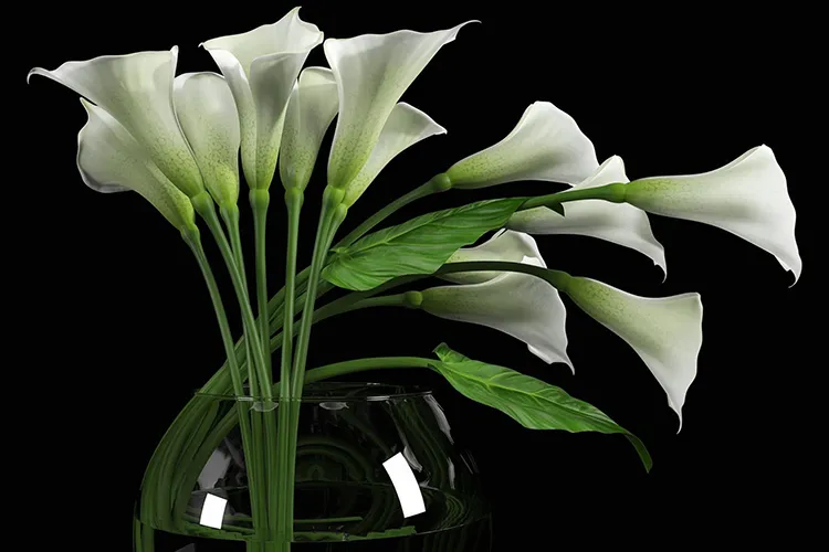 Callas