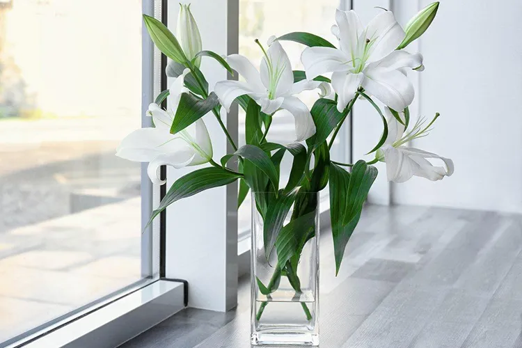 Lilien