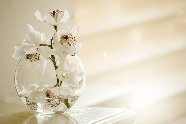 Orchidee