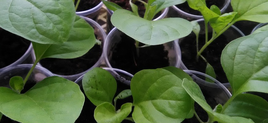 aubergines
