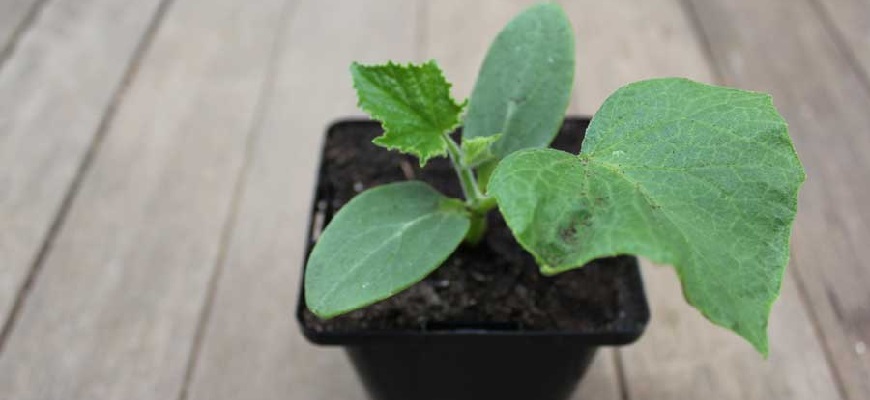 semis de courgettes