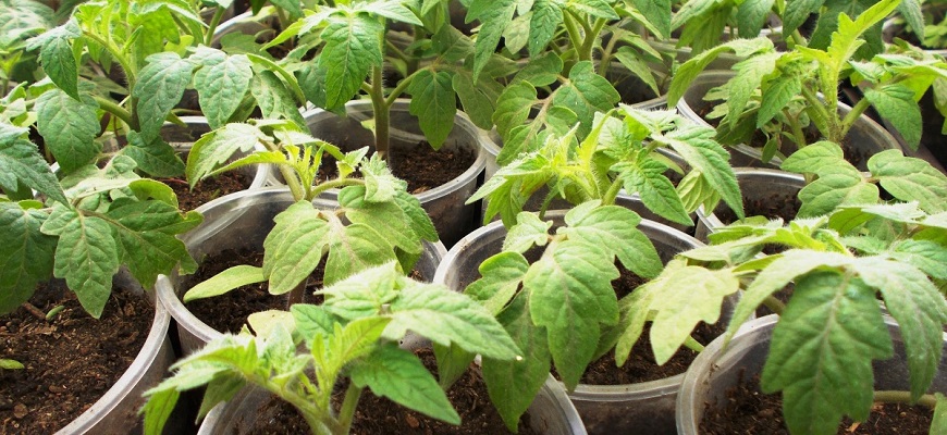 Tomates