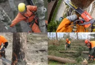 Bäume im Frühling beschneiden