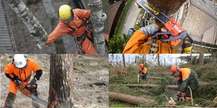 Bäume im Frühling beschneiden